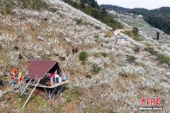 重庆武隆5千余亩李花绽放“染白”山坡 市民乐享好春光